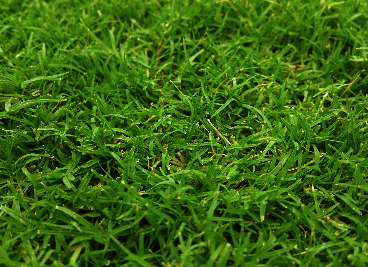Turf Disease - Lynch Landscape & Tree Service