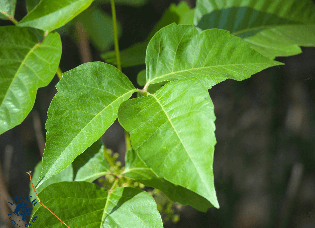 Poison ivy in sudbury, massachusetts. Poison ivy plant with three pointed green leaflets per stem, shiny surface, and reddish stem, growing along the ground in a wooded area.
