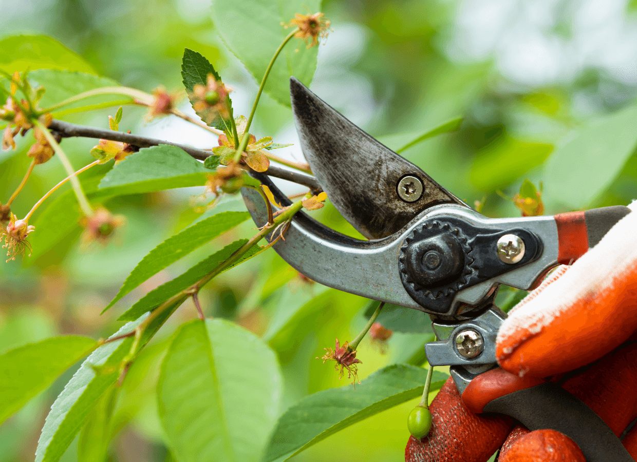 shrub pruning services sudbury, ma