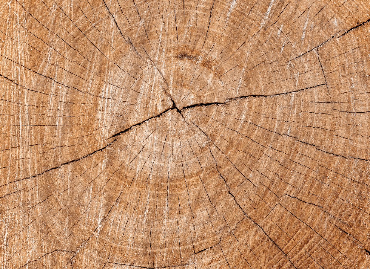 stump grinding service near me
