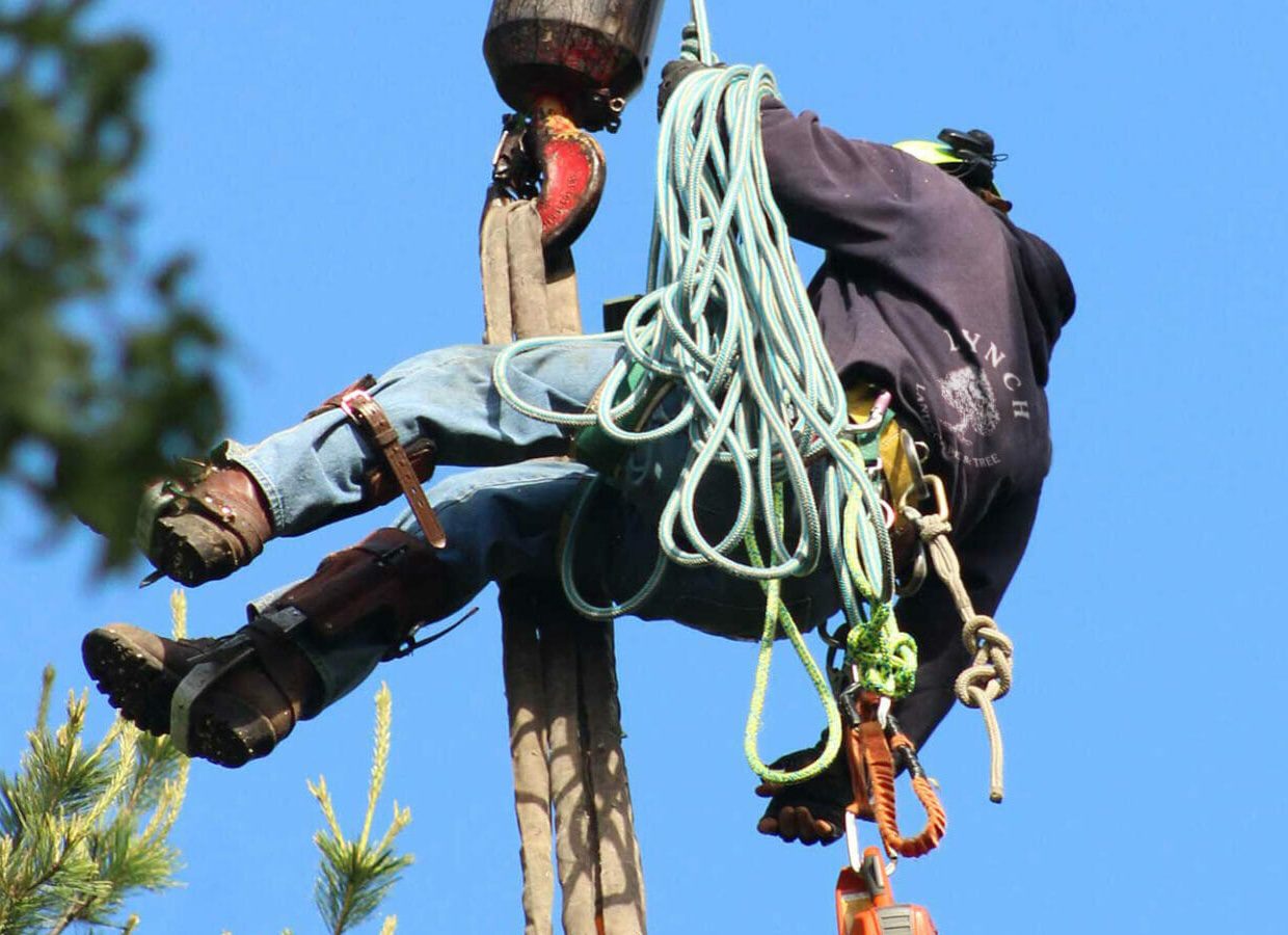 Tree-service-2 - Lynch Landscape & Tree Service - Lynch Landscape & Tree Service