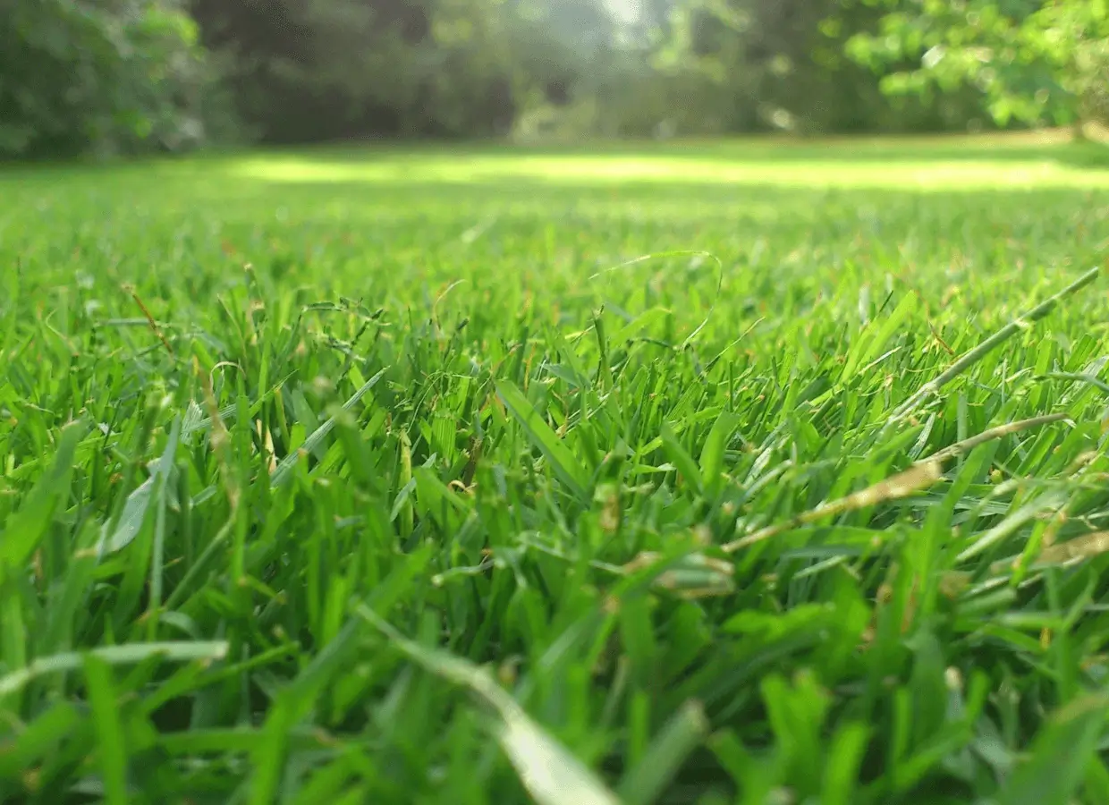 lush green lawn maintained by Lynch landscape and tree service in Sudbury